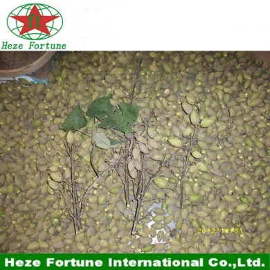 100% pure Paulownia seed hybrid 9501