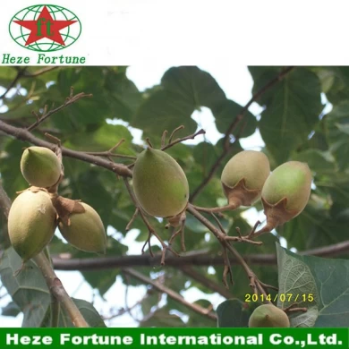 100% pure Paulownia seed hybrid 9501