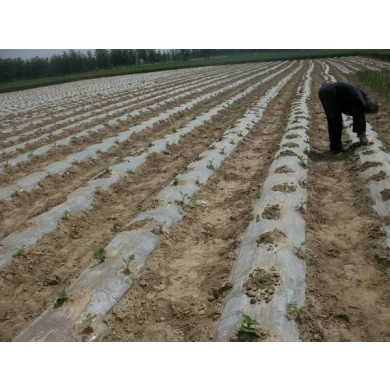 100٪ نقية البذور الصيني المعطر صغيرة مع ارتفاع معدل إنبات