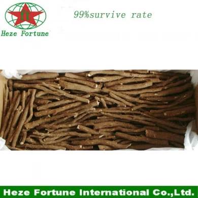 1000pcs jusqu'à 99% survivent paulownia root livraison gratuite par DHL