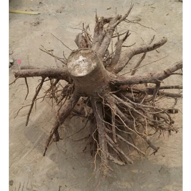 2-4 weeks sprout paulownia stump root system highest survive