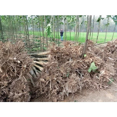 2016 fresh paulownia stump with strong root system for export