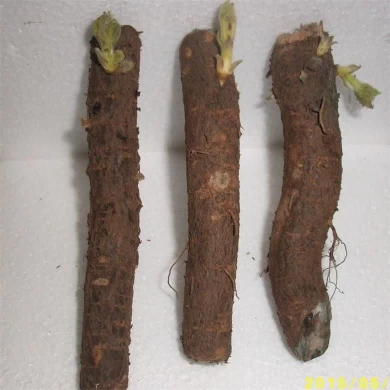2018-2019 nuevas plantas de corte de raíz de paulownia frescas para la venta