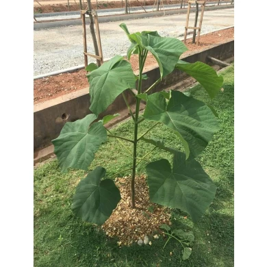 2018 fresh cut paulownia root hybrid 9501,shantong,elongata,tomentosa,fortunei wholesale in November