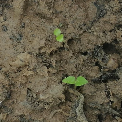 2018 new fresh rapid growth hybrid paulownia seeds for planting
