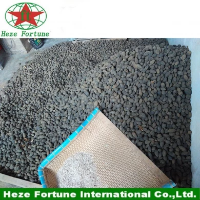 Amazing growing rate hybrid 9501 seeds for planting