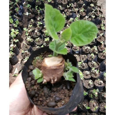 Best cold resist species Paulownia hybrid shantong root cutting for big tree timber