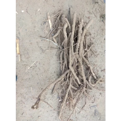 Best season spring plant paulownia hybrid root stump high survive