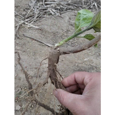 Best season spring plant paulownia hybrid root stump high survive