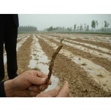 Best supplying season paulownia roots for planting