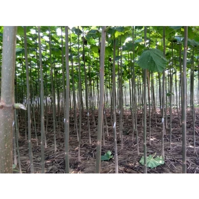 أفضل الخشب الأنواع جودة الهجين 9501 بولونيا الجذع الجذر