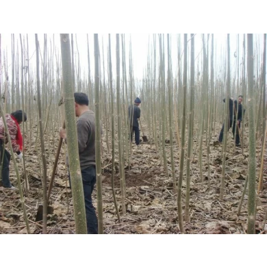 خصم كبير الهجين الصيني المعطر الجذر شان تونغ 4 لزراعة الأخشاب