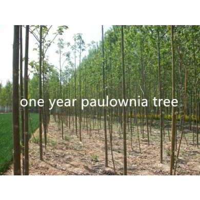 الصين سريعة النمو السيجارة Paulownia 9501 لزرع