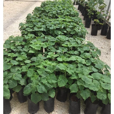 China new paulownia hybrid FTE root best for cold weather with certificate