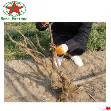 Chinês frio corte resistente raiz Paulownia para plantar árvores