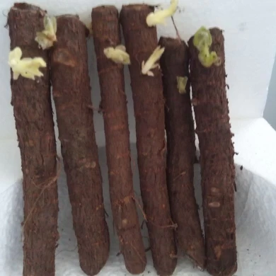 Chinese hot resistant tropical weather high germinate empress tree paulownia FTE cut roots plant for sale