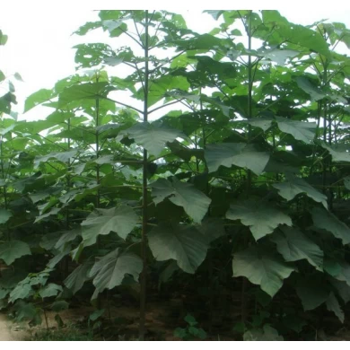 Clean disinfected paulownia root different species with PHY certificate