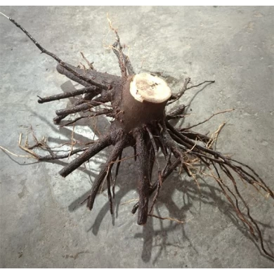 Disinfected paulownia seedling stump with strong root system