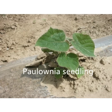 Disinfected paulownia stump very fast growing for wood production