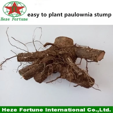 Disinfected paulownia stump very fast growing for wood production