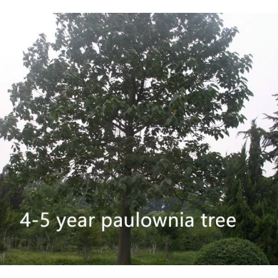 Europa bevorzugten Arten Paulownia 9501 Hybrid stumpf mit Wurzel syetem