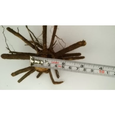 Souche d’hybride de paulownia 9501 Europe espèces préférées avec le syetem racine