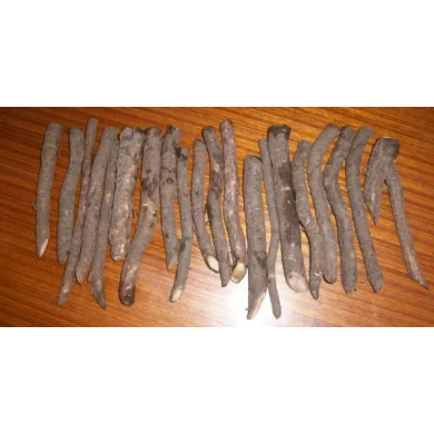 Fast-growing commercial tree paulownia shan tong 4 root disease resistant