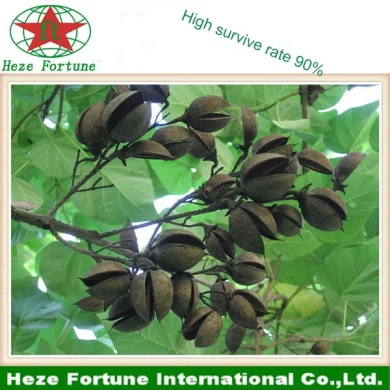 Fresh supply paulownia elongata seeds for germination