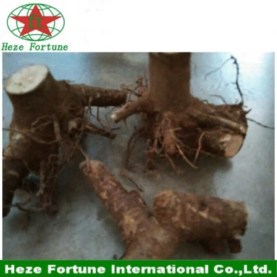Fresh whole root system paulownia tomentosa stumps