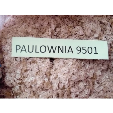 Keimrate sehr hoch Hybridsaatgut Paulownia 9501