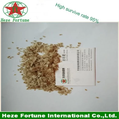 High germination rate paulownia hybrid 9501 seeds for breeding