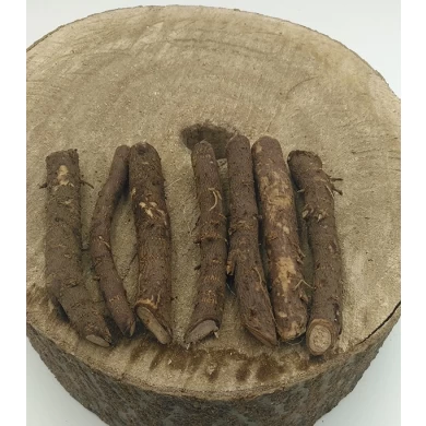 Alto tasso di sopravvivenza Kiri paulownia paotong tomentosa root
