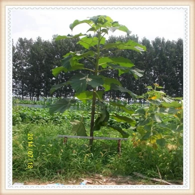 ارتفاع معدل النجاة النباتات Paulownia جذور شجرة النبات كيري