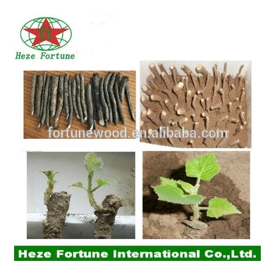Hybrid 9501 paulownia roots cutting for planting