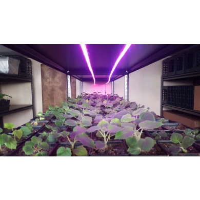 Hybrid paulownia seeds 99% germination rate 9501 seeds with certificate
