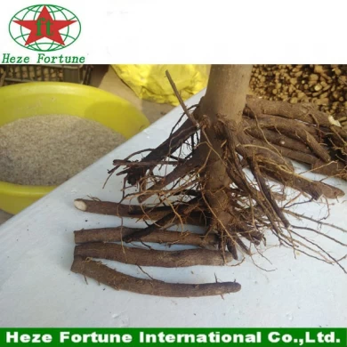 Hybrid paulownia shan tong roots stumps