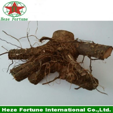 Hybrid paulownia shan tong roots stumps