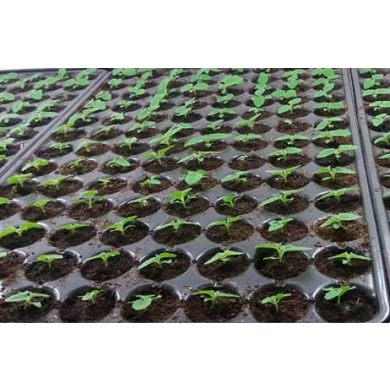 Kiri Seeds con certificato fitosanitario