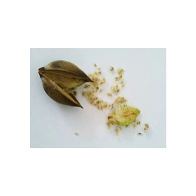 New harvest fresh paulownia seeds hybrid 9501, shan tong,elongata,tomentosa,fortunei