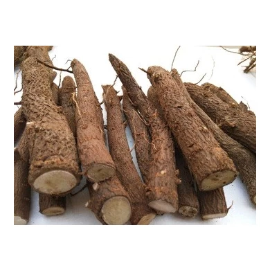 New types paulownia roots for sale