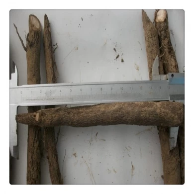 November 2017 fresh paulownia root cutting shantong hybrid 9501 with phy certificate