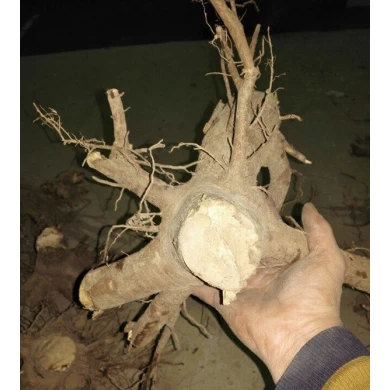 Paulownia shan tong 2016 neuer Wurzelstumpf zur Plantage