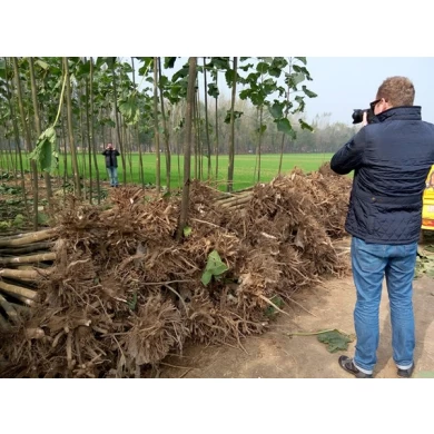 Paulownia shan tong 2016 new root stump for plantation
