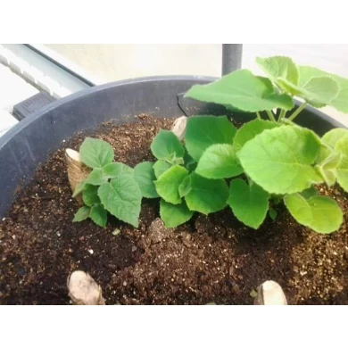 Paulownia shan tong hybrid 9501 seeds fastest growing species