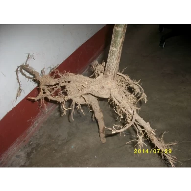 القرمة paulownia الأخشاب الخشب السريع المتزايد الأنواع الهجينة 9501 الشباب