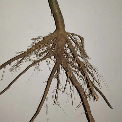 Royal empress tree cold resistant hybrid paulownia stump for planting