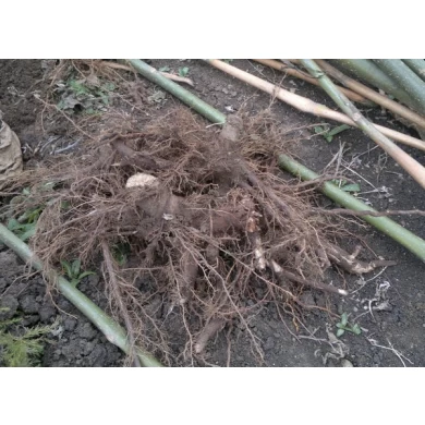 La siembra de primavera raíz paulownia corte muñón híbrido 9501, Tong Shan, elongata, tomentosa, fortunei