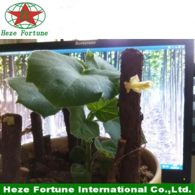 The fastest growing hardwood tree paulownia root cutting on the planet