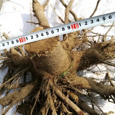 Three years old paulownia roots for selling