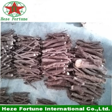 Top growing rate best species hybrid 9501 roots cutting for germination